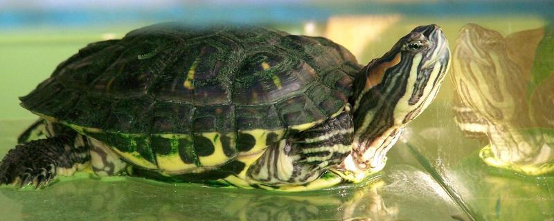 巴西龟会不会放屁，具有肠胃和肛门、会出现放屁行为