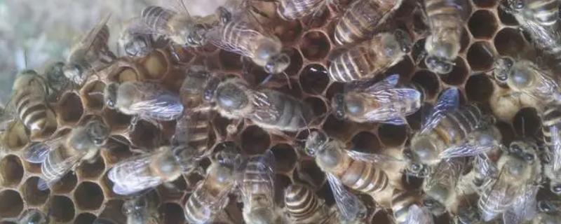 中蜂在7-8月份会不会分蜂，蜜源充足时具有分蜂的可能性