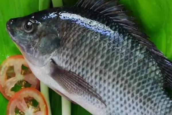 罗非鱼的食物，主要以藻类、植物碎屑和水蚯蚓为食