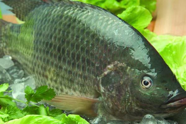 罗非鱼的食物，主要以藻类、植物碎屑和水蚯蚓为食