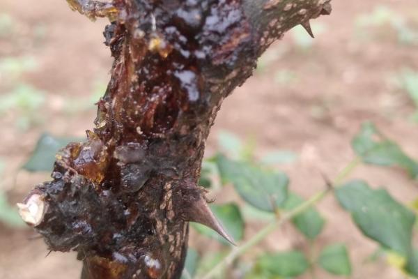 花椒茎腐病的发病规律，雨季过后发病严重
