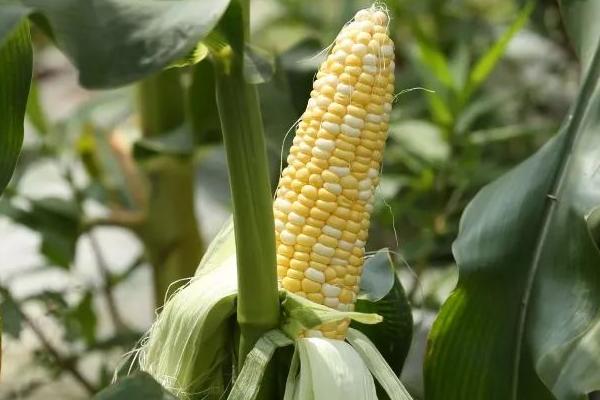 鑫研218玉米种的特征特性，在东华北中晚熟春玉米组的生育期为128天
