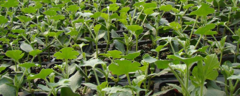 蔬菜带帽苗的原因，播种过浅或畦面表土干燥所致
