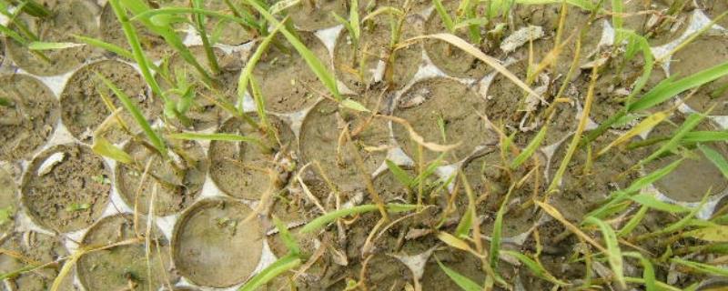 水稻立枯病的发病症状，出苗时幼芽或幼根会变褐色