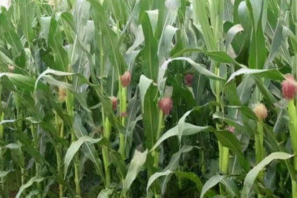 玉米抽穗期的田间管理方法，抽穗期对水肥需求量大