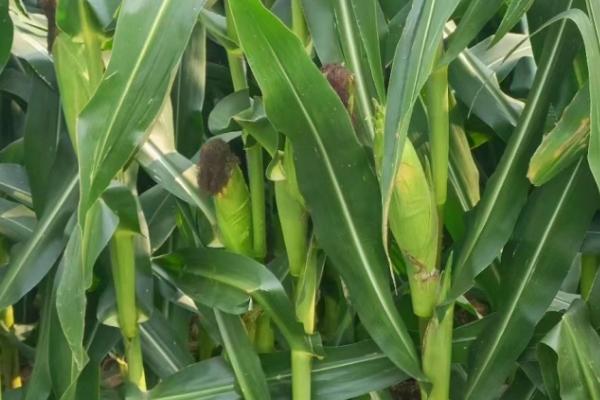 玉米抽穗期的田间管理方法，抽穗期对水肥需求量大