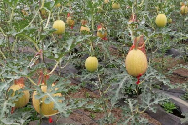 哈密瓜的种植技术，在温室内进行育苗
