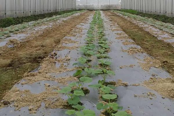 哈密瓜的种植技术，在温室内进行育苗
