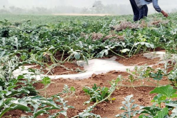 种西瓜可以用草木灰做底肥吗，可以但不能和农家肥混用