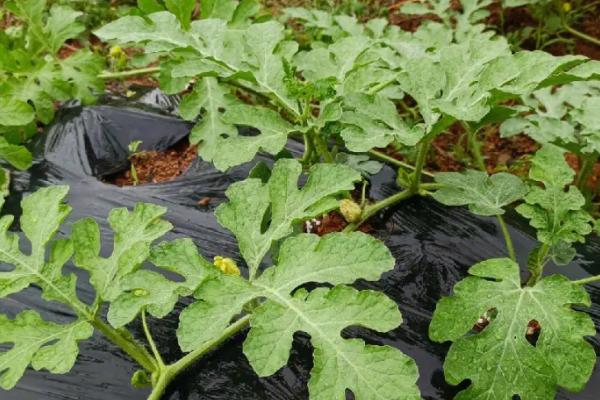 种西瓜可以用草木灰做底肥吗，可以但不能和农家肥混用