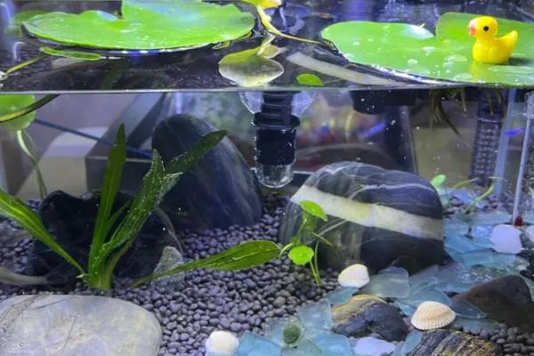 家里养的鱼跳缸是怎么回事，水质环境不好或受惊都会导致