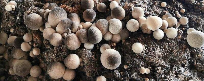草菇菇蕾枯败的原因，菌种退化或管理不善都会导致