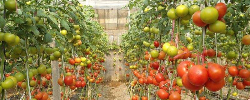 西红柿开花结果时施什么肥，以氮肥和钾肥为主