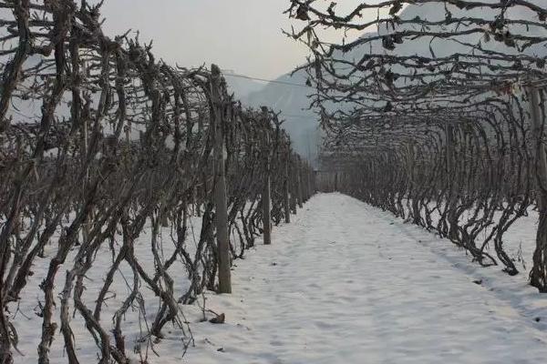 冬天葡萄的管理办法，注意对幼树要早埋防寒土
