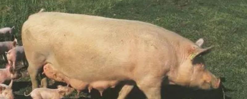 母猪初产正常数量，通常应产下3-4头猪仔