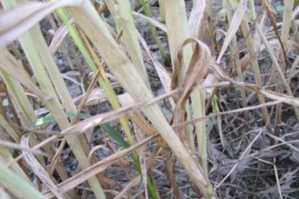小麦纹枯病怎么防治，播种前可用三唑酮等药物拌种