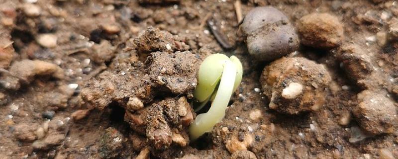 扁豆种子几天发芽，催芽处理后仅需1-2天