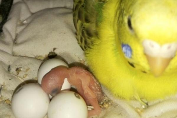 虎皮鹦鹉孵蛋多长时间才能出壳，一般需要18天左右