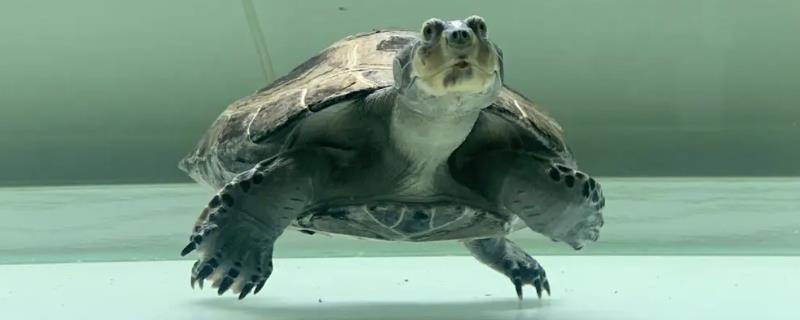 猪鼻龟可以一直在水里吗，除了产卵以外可以一直生活在水中