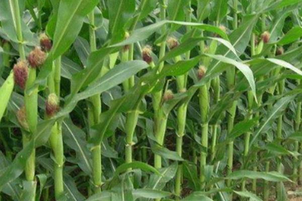 秋玉米的种植时间，主要取决于种植地区