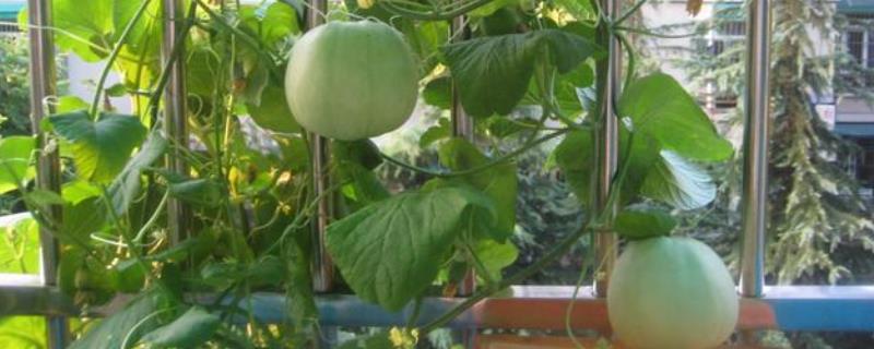 甜瓜可以在家里种吗，可在家种但要保证土壤不能过分湿润