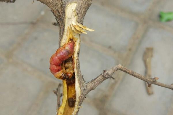 石榴钻心虫，是危害石榴果实的主要害虫