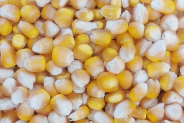 如何选购玉米种子，遵循以下十大依据