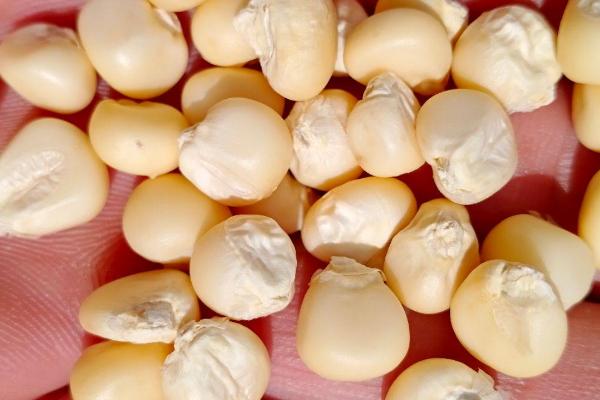 如何选购玉米种子，遵循以下十大依据