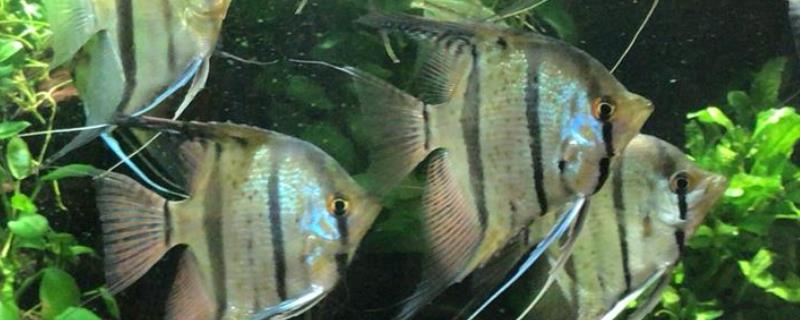 神仙鱼繁殖方法，首先要选择发育成熟的亲鱼