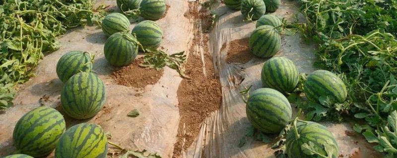 西瓜为何出现水托瓜，一般是雨水过多、氮肥过量等原因所导致