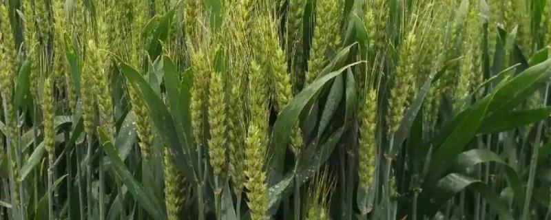 郑育麦9987小麦种简介，全生育期为231天