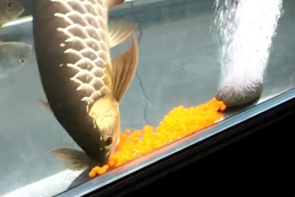 锦鲤甩籽后怎么处理鱼缸，产卵后尽快将鱼籽捞出扔掉
