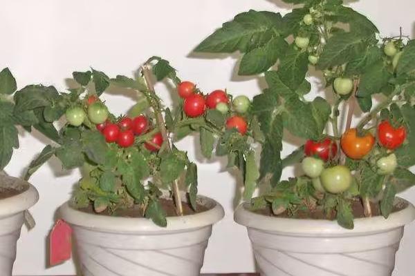 西红柿盆栽是否要人工授粉，通常需要授粉、原因是室内不具备自然授粉的条件