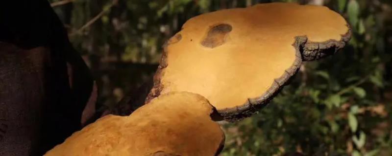 什么是桑黄，是一种呈扇面形状的菌类