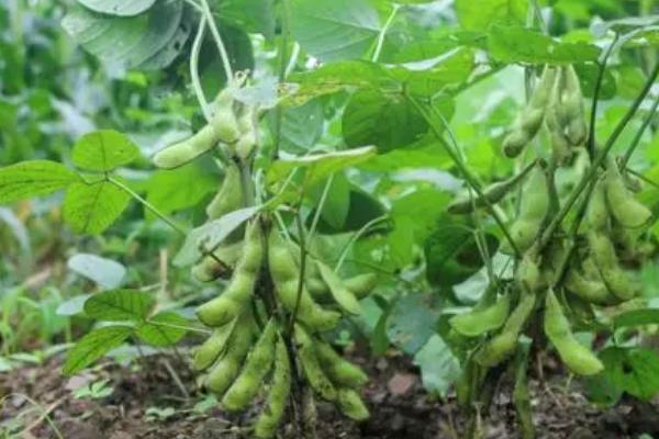 大豆荚不饱满的原因，后期营养不足或长期干旱都会导致