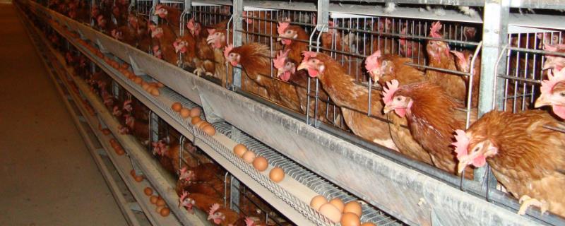 蛋鸡吃什么下蛋多，含较多蛋白质的饲料能提高产蛋量