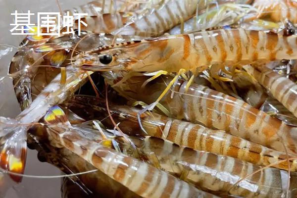 青岛大虾是什么虾，一般是指基围虾
