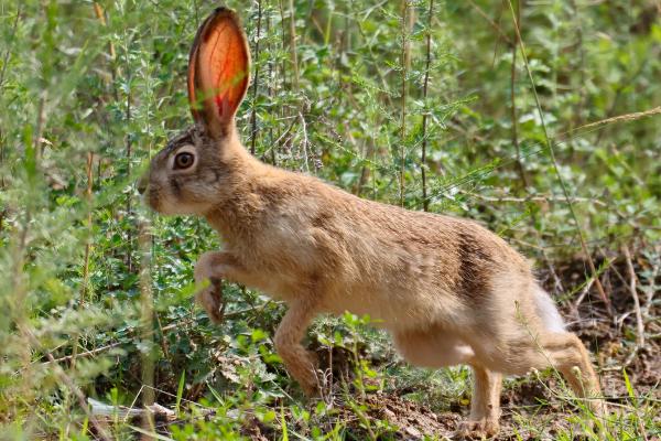 野兔冬季通常会躲在哪里，一般会待在枯草或土穴内