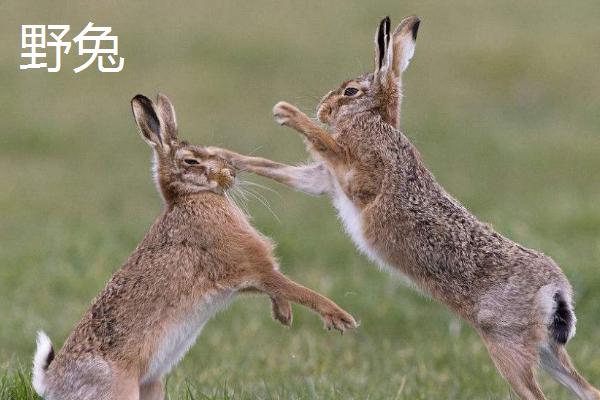 野兔冬季通常会躲在哪里，一般会待在枯草或土穴内