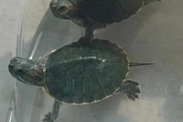 5元的小乌龟能养活吗，能养活但注意及时除掉背部彩绘
