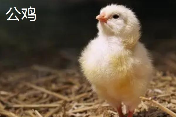 小鸡如何分辨公母，常用观察生殖器法和羽色法