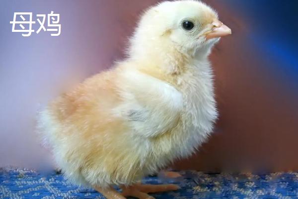 小鸡如何分辨公母，常用观察生殖器法和羽色法