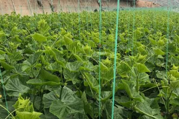 温室黄瓜出现肥害的原因，施用未腐熟的肥料和施肥浓度过大导致