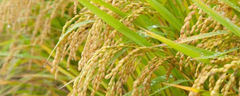 水稻什么时候施钾肥，底肥、分蘖期和孕穗期均可使用