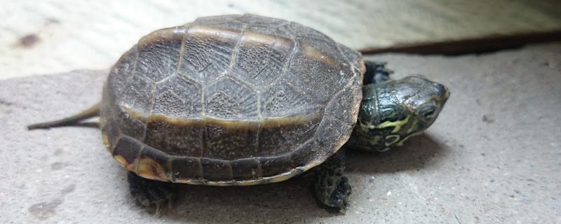 5元的小乌龟能养活吗，能养活但注意及时除掉背部彩绘