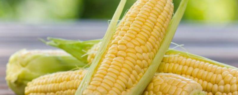 玉米价格预测，2023年的价格可能会有涨幅