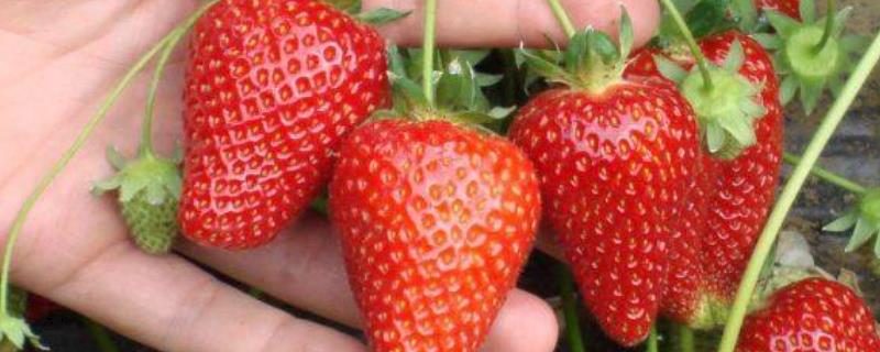 好吃的草莓有哪些品种，硕丰草莓、明晶草莓、春旭草莓等品种的口感较好