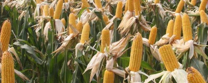 中单909玉米种的特征特性，在黄淮海地区从出苗至成熟需要101天