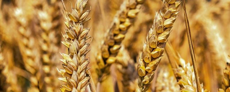 小麦施肥要点，磷酸二铵可作为底肥使用