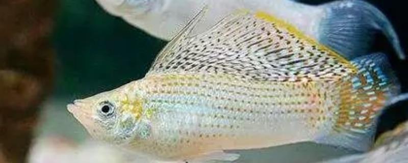 成年玛丽鱼的体长，成年雌性可达到9-10厘米左右